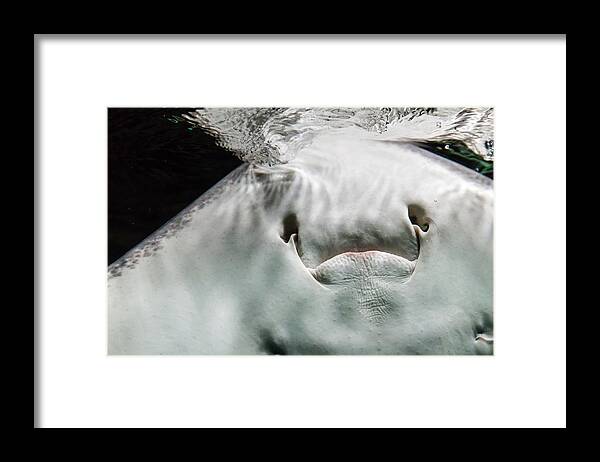 Animal Framed Print featuring the photograph The Appearance by Michelle Degryse