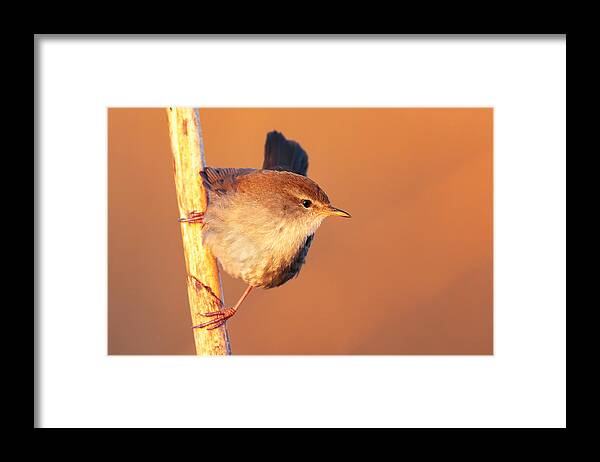  Framed Print featuring the photograph The Attention Of The Nightingale by Marco Gentili