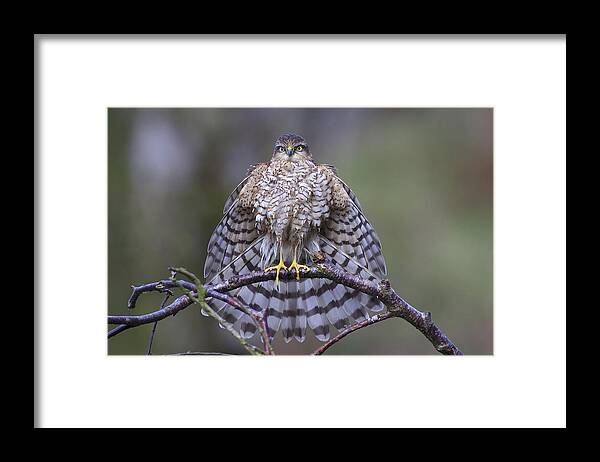 Hawks Framed Print featuring the photograph The Batman Pose! by Ray Cooper