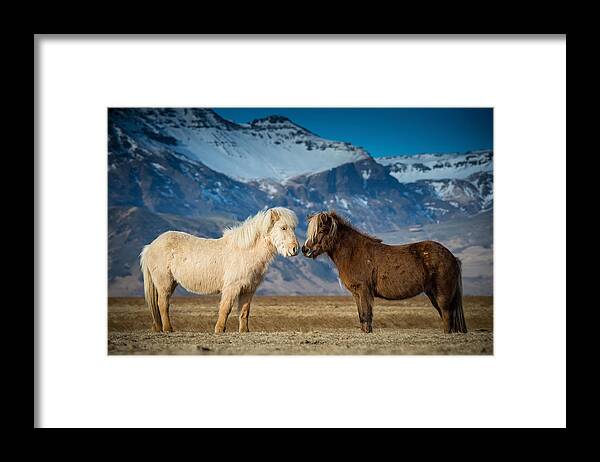 Amazing Framed Print featuring the photograph The Beautiful Horses Of Iceland by Petr Simon