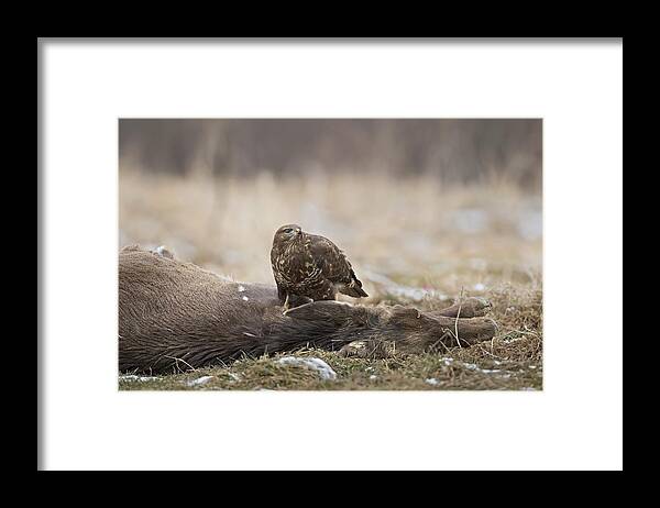 Buzzard Framed Print featuring the photograph The Big Prey by Marco Pozzi
