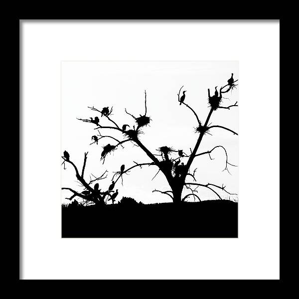 Cormorant Framed Print featuring the photograph The Birds by Kevin Schwalbe