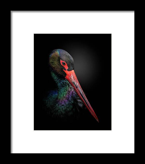 Animal Framed Print featuring the photograph The Black Stork by Fegari