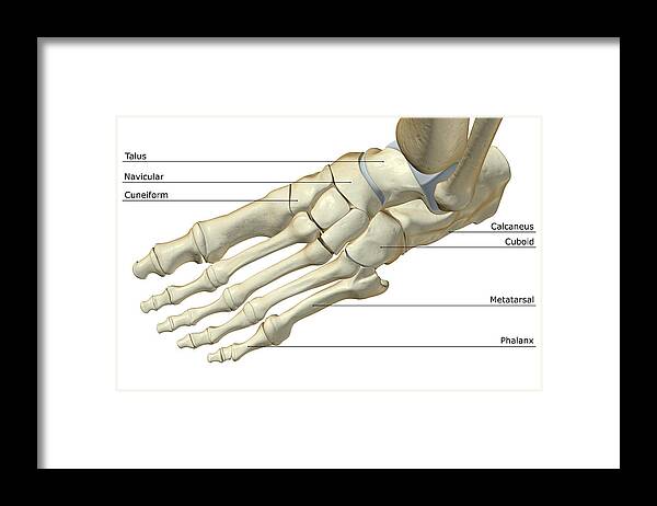 Phalanx Framed Print featuring the digital art The Bones Of The Foot by Medicalrf.com