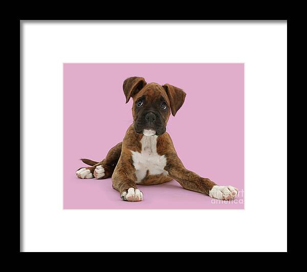 Brindle Framed Print featuring the photograph The Boxer by Warren Photographic