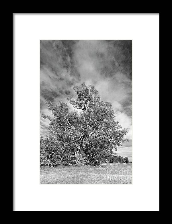 Tree Framed Print featuring the photograph The Changes I Have Seen by Linda Lees