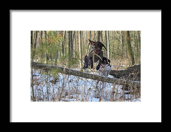 Gsp Framed Print featuring the photograph The Chase is On by Brook Burling