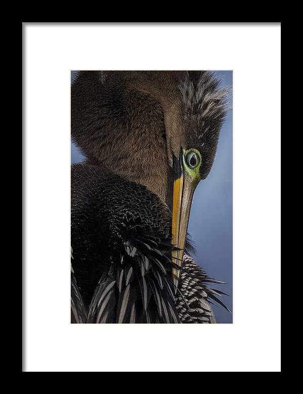 Bird Framed Print featuring the photograph The Colors Of The Anhinga by Linda D Lester
