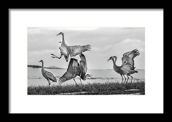 Cranes Framed Print featuring the photograph The Dance by Kevin Dietrich