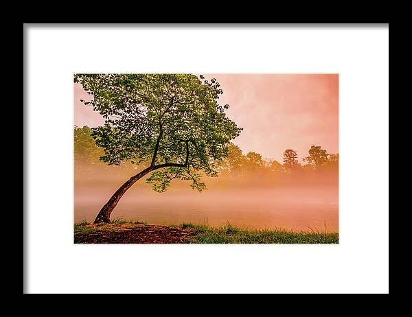 Tree Framed Print featuring the photograph The Dreaming Tree 2 by Greg Booher