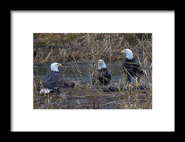 Bald Eagles Framed Print featuring the photograph The Eagles by Randy Hall