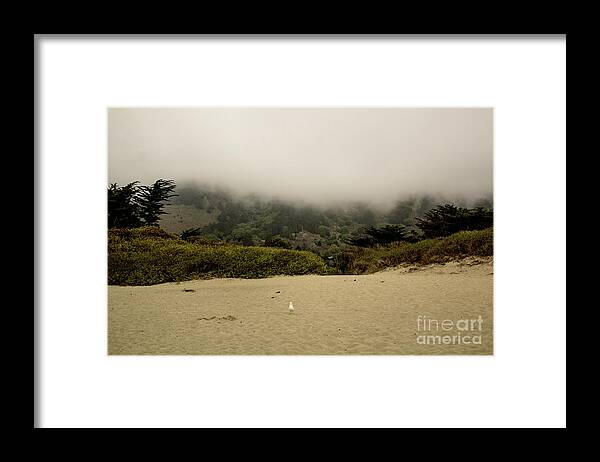 Seagull Framed Print featuring the photograph The Early Bird by John Langdon