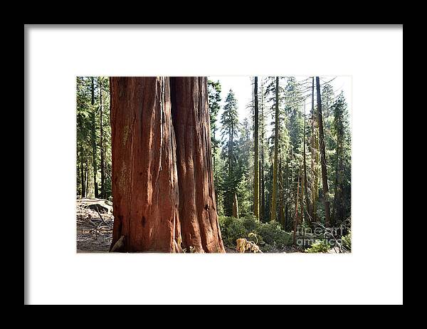 Sequoia Framed Print featuring the photograph The Elder by Leslie M Browning