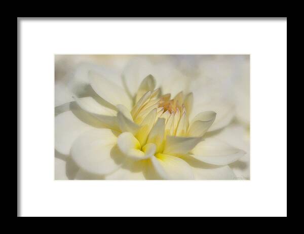 Oregon Framed Print featuring the photograph The Essence of a Dahlia by TL Wilson Photography by Teresa Wilson