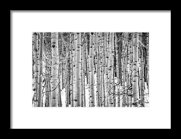 Eyes Framed Print featuring the photograph The Eyes of the Forest by Melissa Lipton
