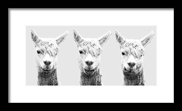 Alpaca Framed Print featuring the photograph The faces of Alpaca by Jonny D
