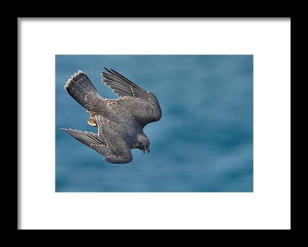 Dive Framed Print featuring the photograph The Fastest by Rayco Trujillo