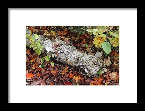 Woods Framed Print featuring the photograph The Forest Floor by David T Wilkinson