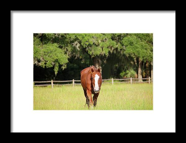 Horse Framed Print featuring the photograph The Friendly Mare by Daniela Duncan