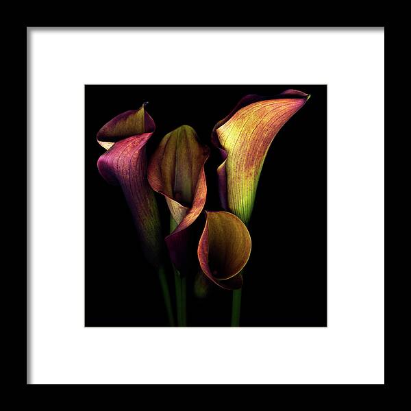 Calla Lily Framed Print featuring the photograph The Golden Curves And Chalices Of Callas by Photograph By Magda Indigo