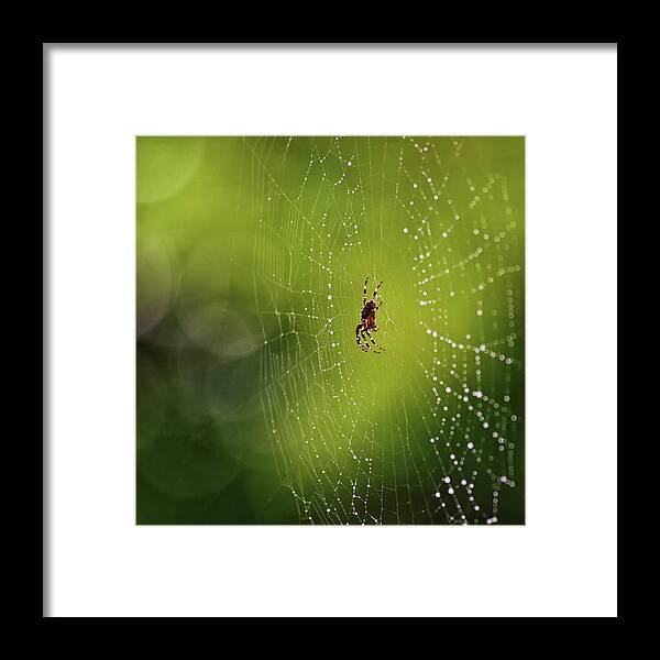 Spider Framed Print featuring the photograph The great architect in the morning light by Tatiana Travelways