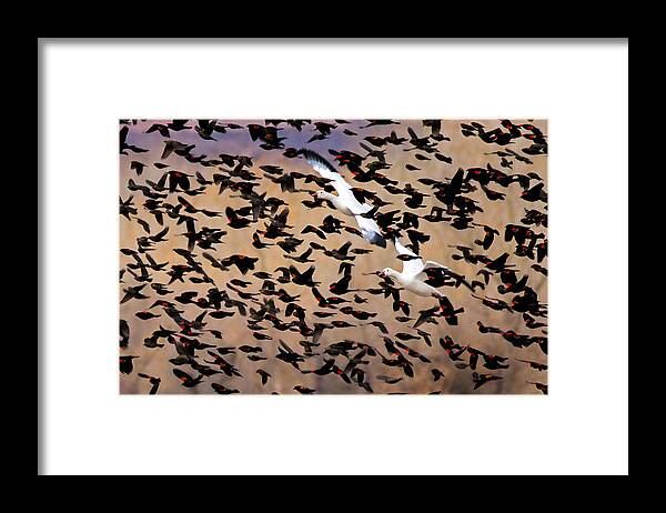 Snow Framed Print featuring the photograph The Great Escape by John Fan