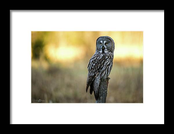 Great Grey Perching Framed Print featuring the photograph The Great Gray Owl in the morning by Torbjorn Swenelius