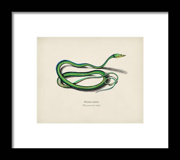 Snake Framed Print featuring the painting The green vine snake Dryinus Nasutus illustrated by Charles Dessalines D Orbigny 1806 1876  by Celestial Images