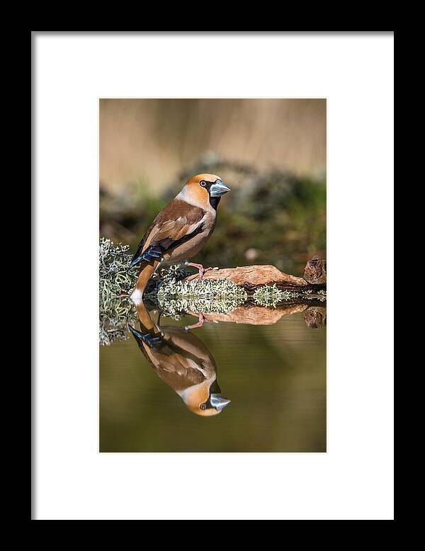Coccothraustes Framed Print featuring the photograph The Hawfinch, Coccothraustes Coccothraustes by Petr Simon