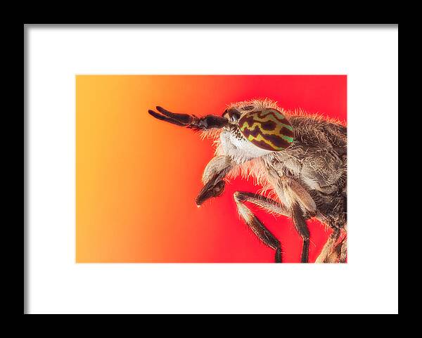 Wild Framed Print featuring the photograph The Horse Fly by Faisal Alnomas