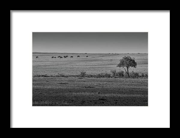 Elephants Framed Print featuring the photograph The Journey by Mark Hunter