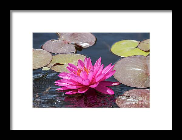 Flower Framed Print featuring the photograph The lady is pink by Arik Baltinester