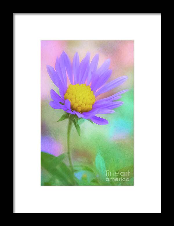 Aster Framed Print featuring the photograph The Last Aster of Autumn by Anita Pollak