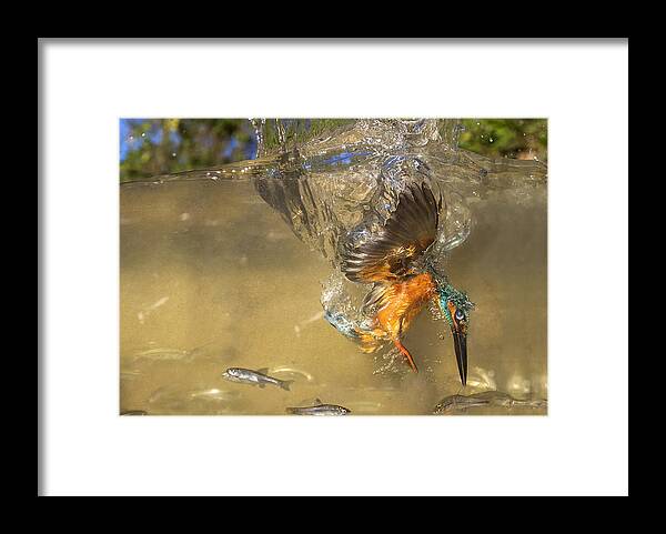 Kingfisher Framed Print featuring the photograph The Last Millimeter by Marco Redaelli