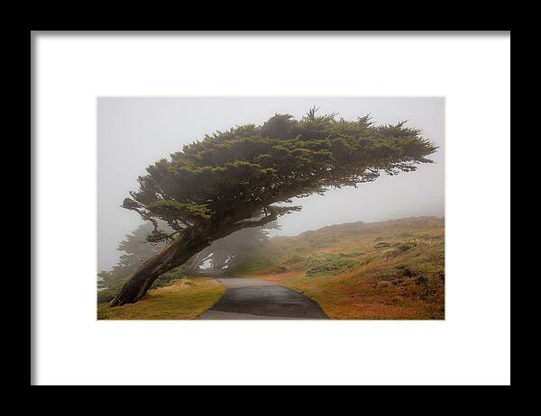 3scape Framed Print featuring the photograph The Leaning Cypress by Adam Romanowicz