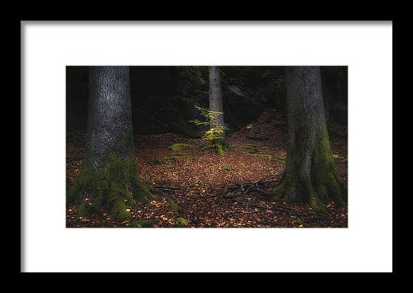 Lonely
Beech
Tree
Trees
Forest
Nature
Leaf
Autumn
Fall
Woods Framed Print featuring the photograph The Lonely Beech Tree by Benny Pettersson
