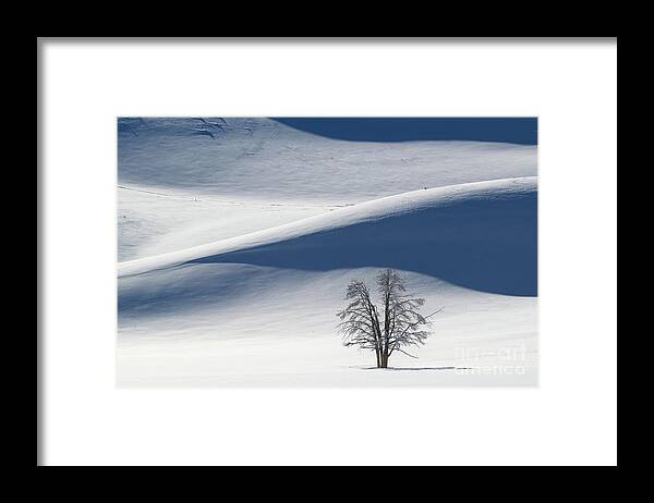 Yellowstone Framed Print featuring the photograph Lone Tree in Yellowstone during Winter by Tom Schwabel
