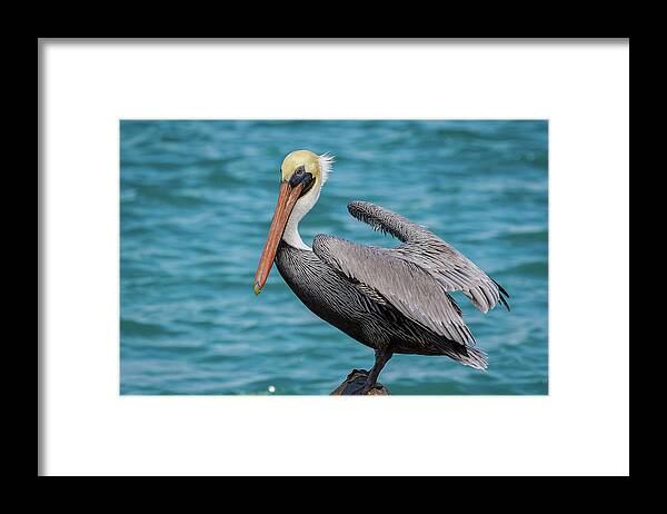 Pelican Framed Print featuring the photograph The Lookout by Les Greenwood