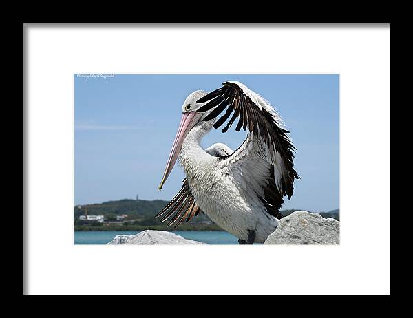 Pelicans Australia  Framed Print featuring the digital art The love of pelicans 02 by Kevin Chippindall