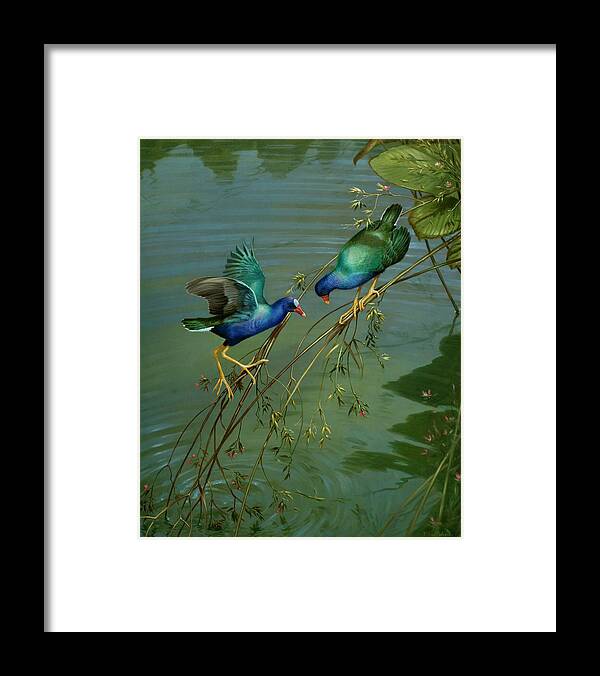 Bird Framed Print featuring the photograph The Mating Game by Michael Jackson