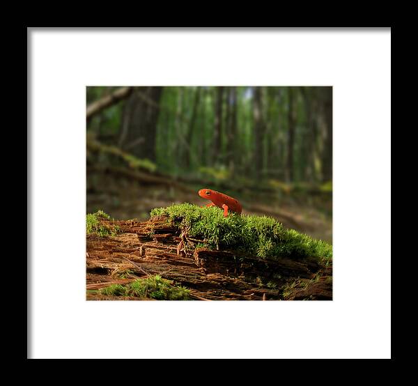 Red Eft Framed Print featuring the photograph The Moss Boss by Jerry LoFaro