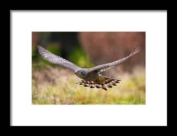 Accipiter Framed Print featuring the photograph The Northern Goshawk by Petr Simon