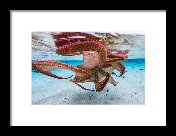 Octopus Framed Print featuring the photograph The Octopus Underside by Barathieu Gabriel