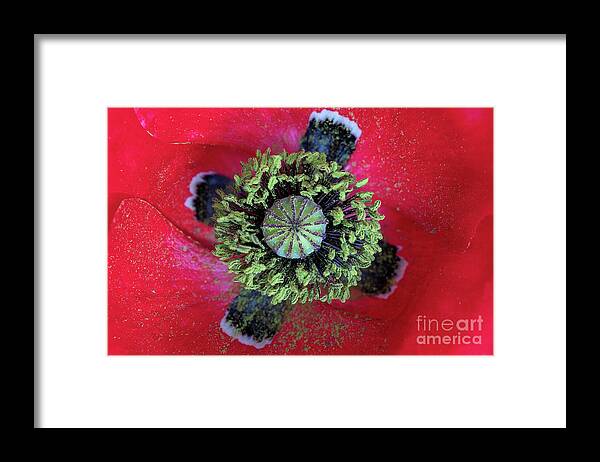 Papaver Rhoeas Framed Print featuring the photograph The Poppy and Pollen by Tim Gainey