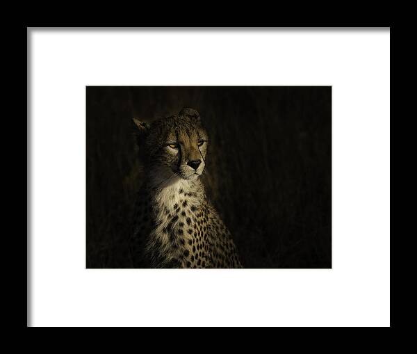 Cheetah Framed Print featuring the photograph The Portrait Of A Cheetah by Bing Li