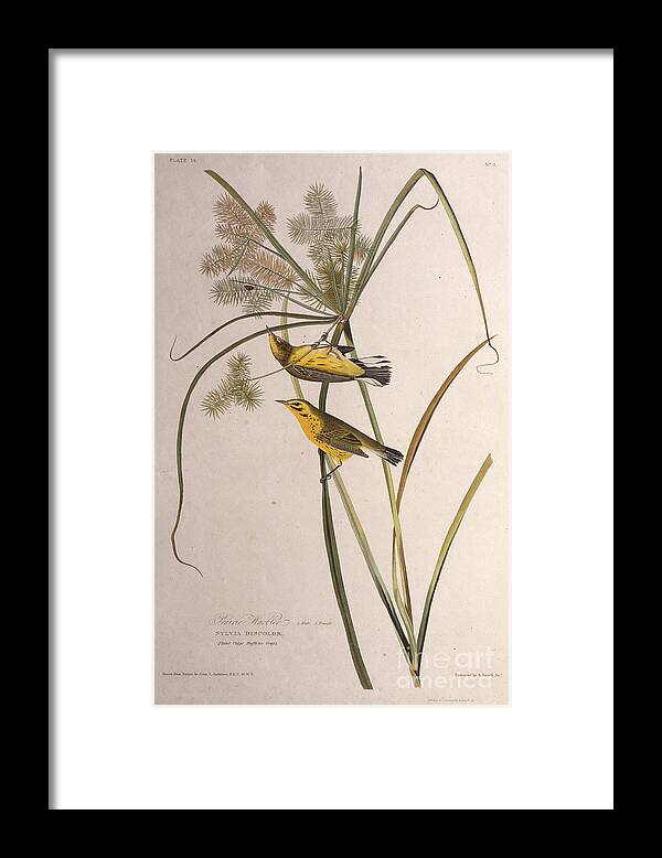 Warbler Framed Print featuring the drawing The Prairie Warbler From The Birds by Heritage Images