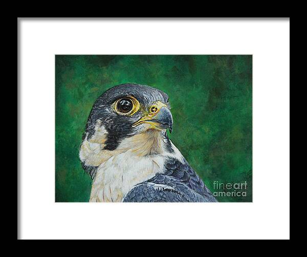 Falcon Framed Print featuring the painting The Proud Peregrine....Fastest Creature on the planet by Bob Williams