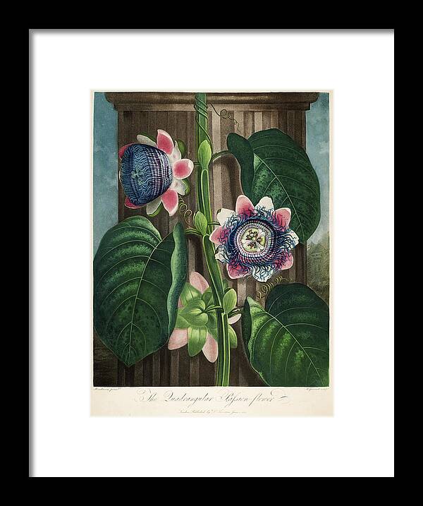 Vintage Poster Framed Print featuring the digital art The Quadrangular Passion-flower by Print Collection