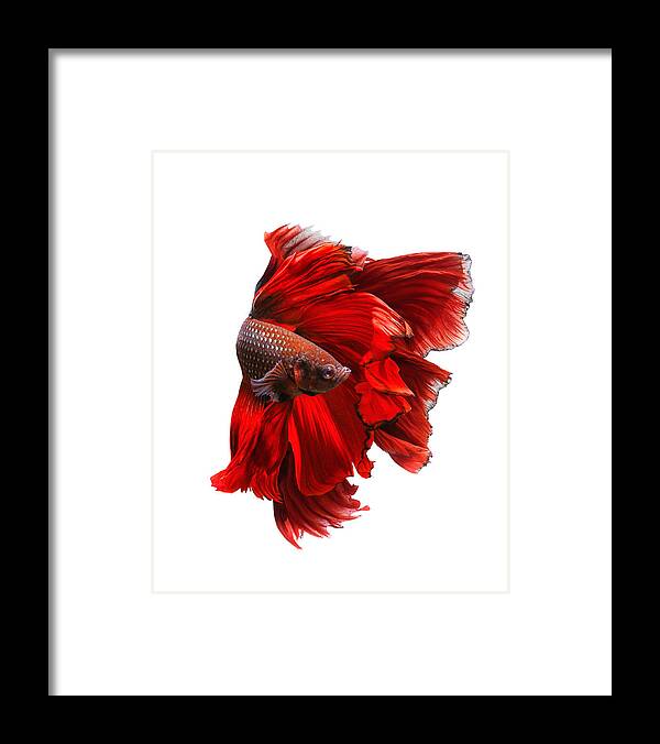 Red Framed Print featuring the photograph The Red Dress by Andi Halil