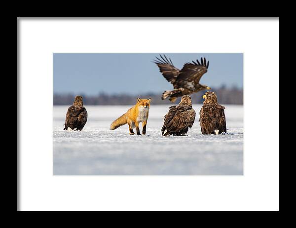 Hokkaido Framed Print featuring the photograph The Red Fox, Vulpes Vulpes by Petr Simon